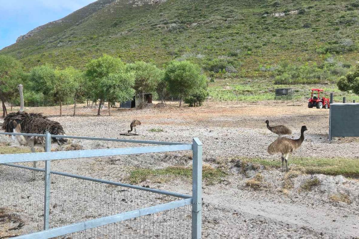 Kamba Farm – An Exceptional Opportunity in Franskraal, Western Cape - Photo 4