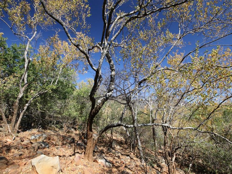 A view of the natural, undeveloped landscape featuring mature trees and rocky ground cover on the residential property.