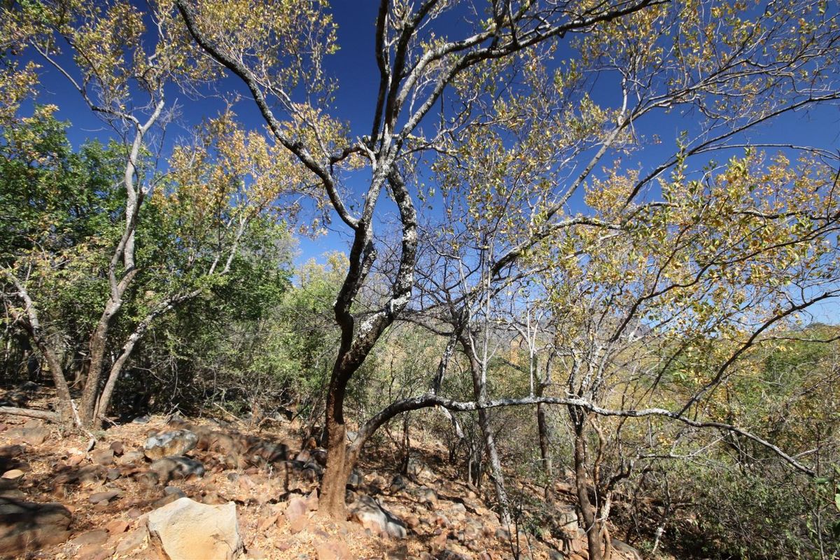 A view of the natural, undeveloped landscape featuring mature trees and rocky ground cover on the residential property.