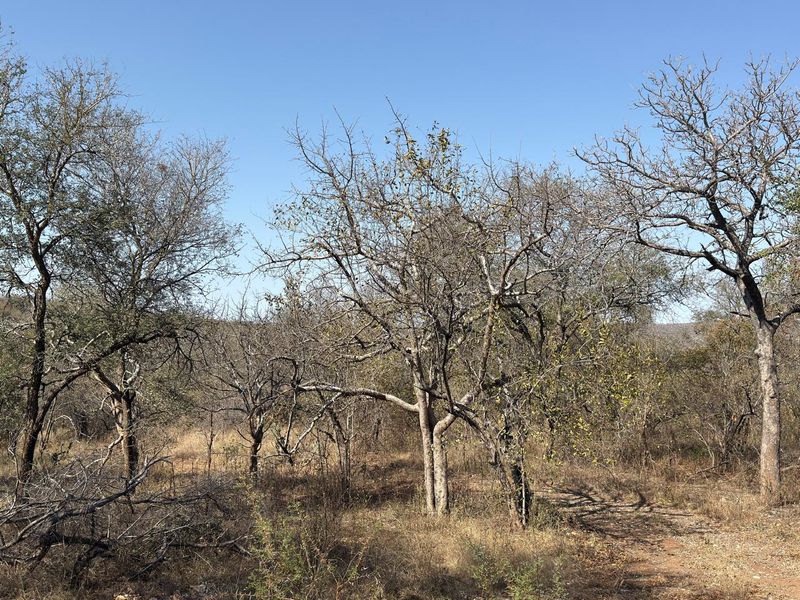 Boutique Farm in the Hoedspruit Area - Photo 10