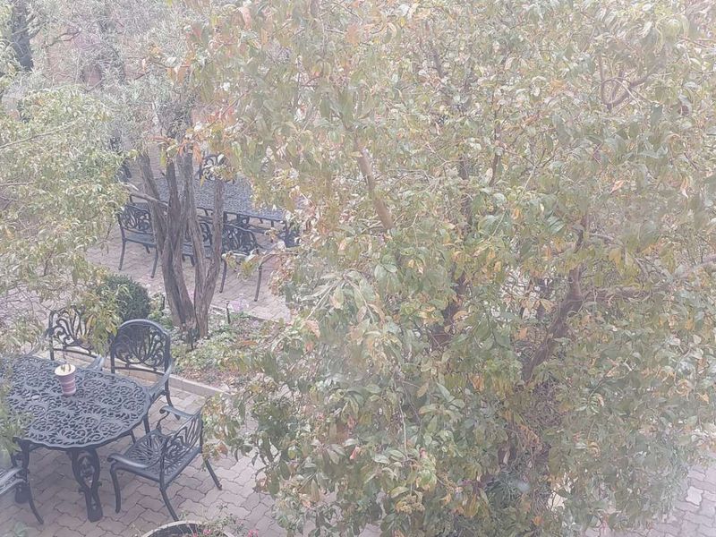 An elevated view of a landscaped garden area featuring mature trees and a paved patio space.