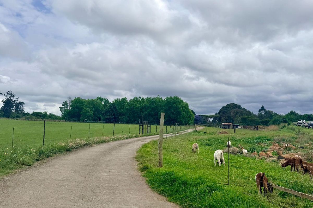 Prime Investment Opportunity – Multi-Income Property on 32.59 Hectares smallholding - Photo 3