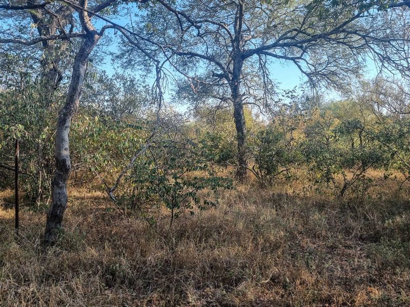 Stand with Bushveld views. - Photo 6