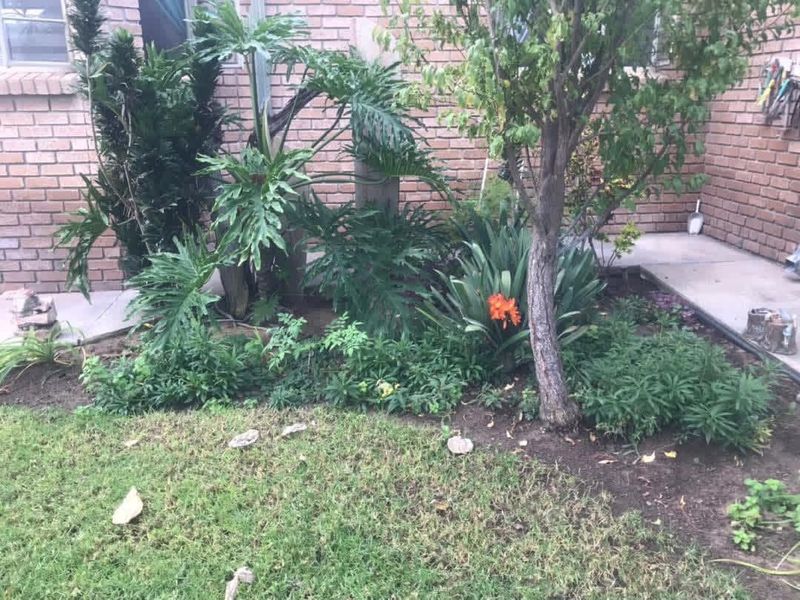 A rear garden area featuring a brick facade, established plants, and a concrete pathway.