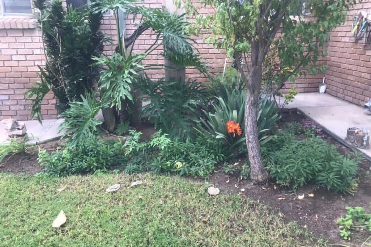 A rear garden area featuring a brick facade, established plants, and a concrete pathway.