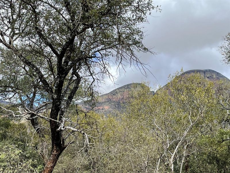 Prime 1-Hectare Stand for Sale in Canyon Game Reserve - Photo 6