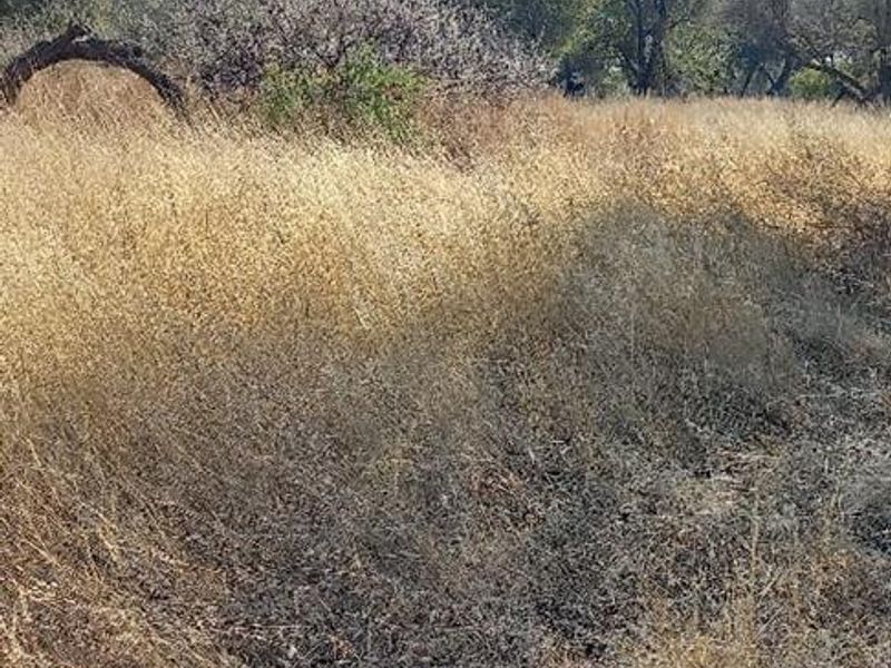 A view of a vacant residential plot featuring dry natural grasses and mature trees under a clear blue sky.