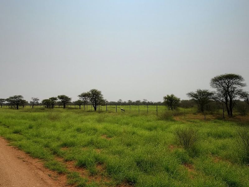 Prime 1,000ha Farm — Otjiwarongo (inside town area) - Photo 3