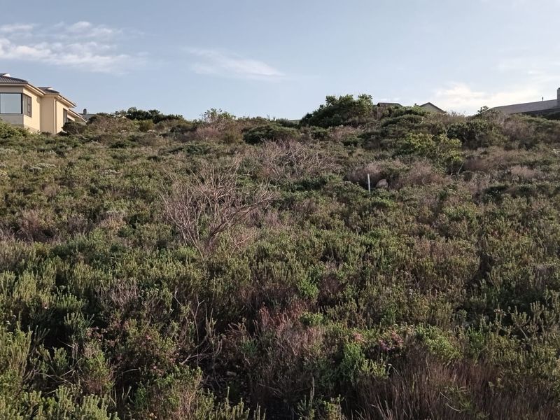 A view of a sloped, undeveloped residential plot covered in native coastal vegetation, situated in a quiet neighborhood setting.