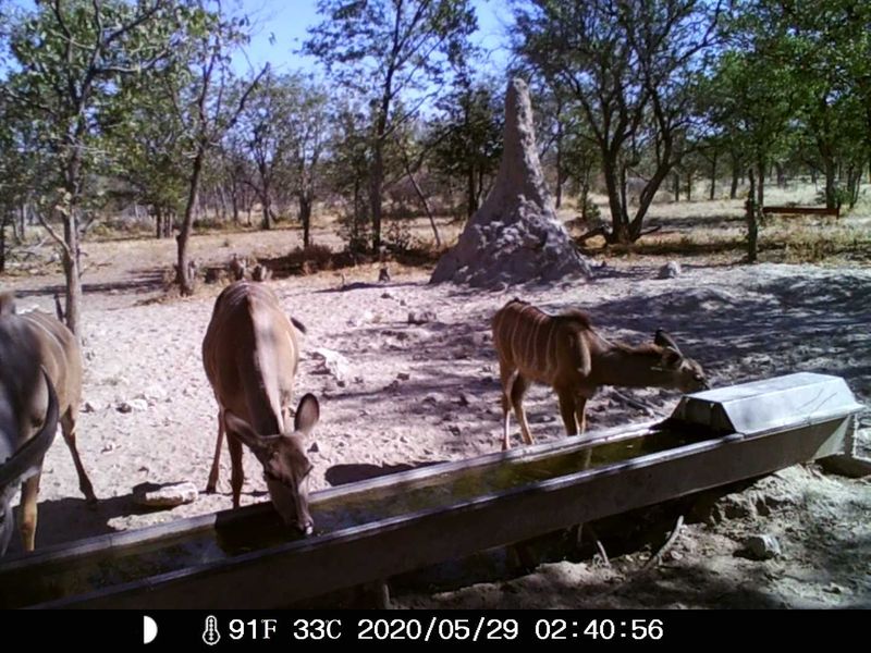 GAME, AGRICULTURAL FARM FOR SALE IN OUTJO AREA - Photo 4