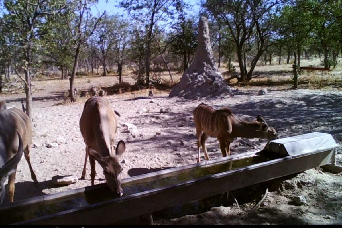 GAME, AGRICULTURAL FARM FOR SALE IN OUTJO AREA - Photo 4