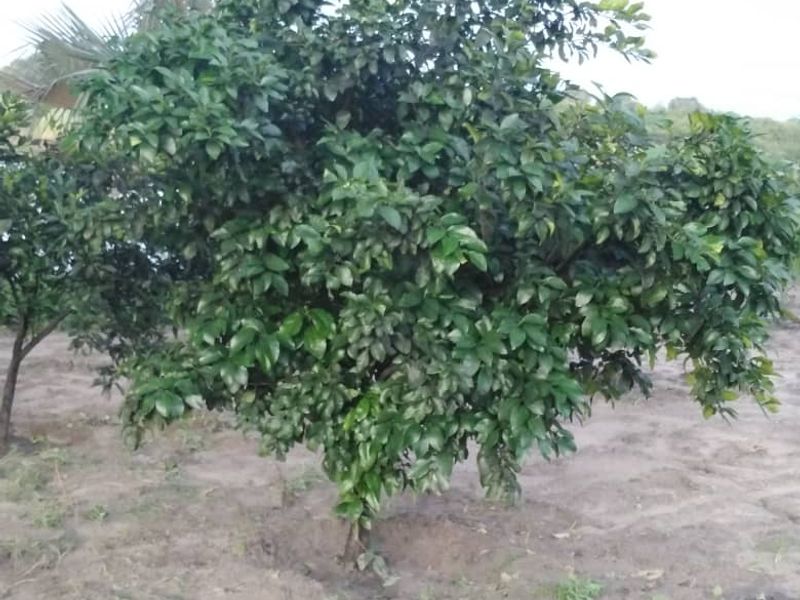 PERFECTLY LOCATED RIVER VIEW PLOT – RUNDU AREA KAVANGO EAST REGION - Photo 4