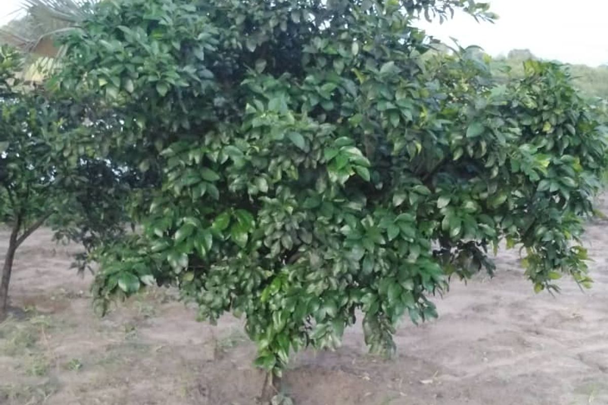 PERFECTLY LOCATED RIVER VIEW PLOT – RUNDU AREA KAVANGO EAST REGION - Photo 4