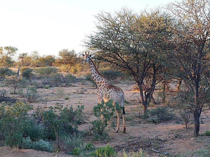 A scenic view of the natural landscape surrounding the property, featuring indigenous trees and local wildlife.
