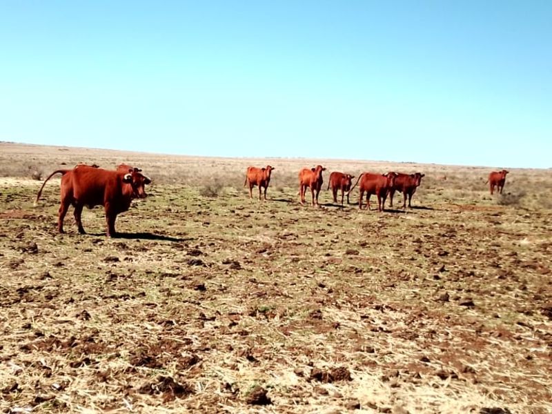 GAME AND CATTLE FARM.INEXHAUSTIBLE WATER.GAME FENCING WIRE.ALSO PLOWLANDS. - Photo 10
