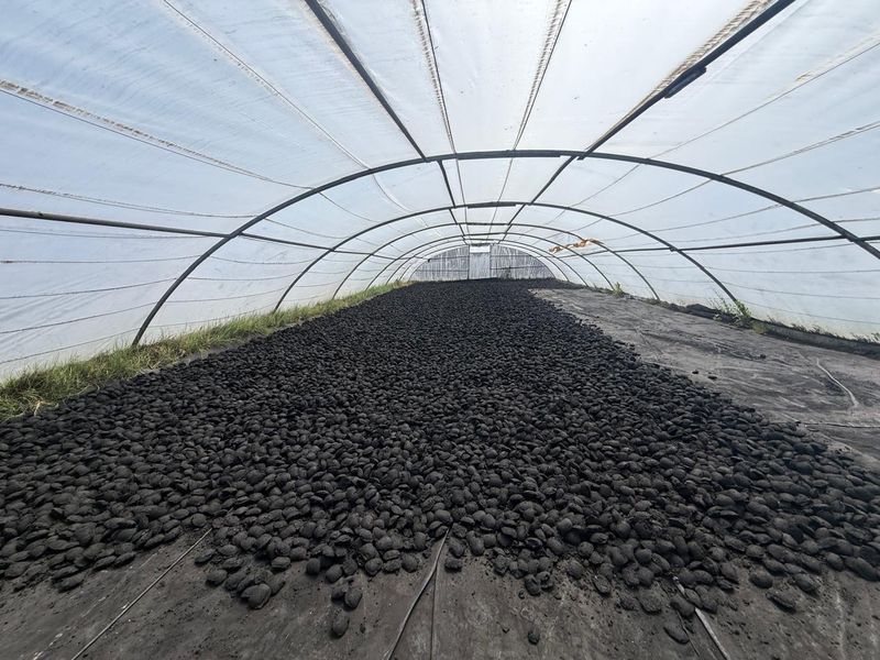 A large agricultural poly-tunnel structure used for drying or processing bulk materials on the farm.