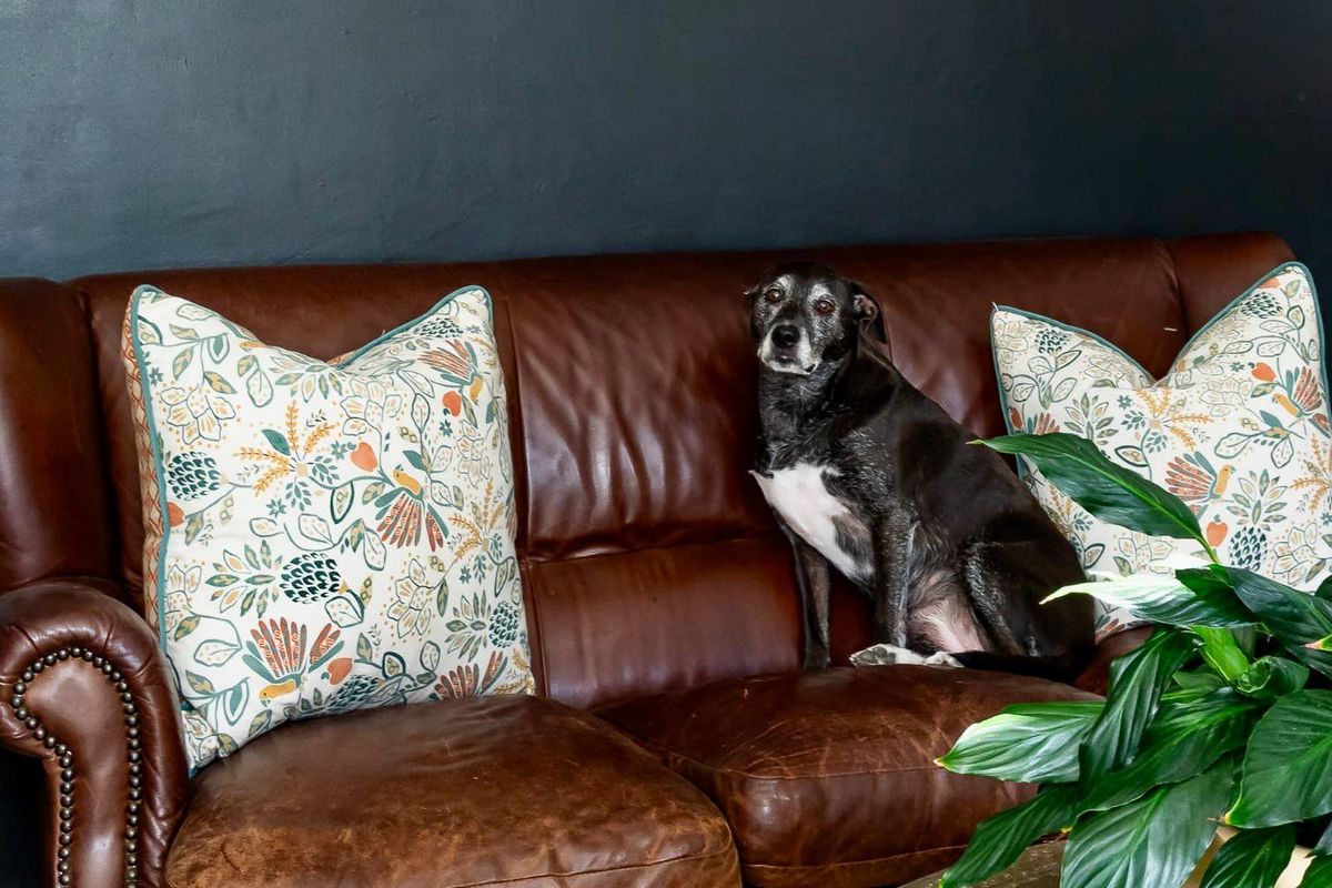 A close-up view of a living room space featuring a dark accent wall and a leather sofa.