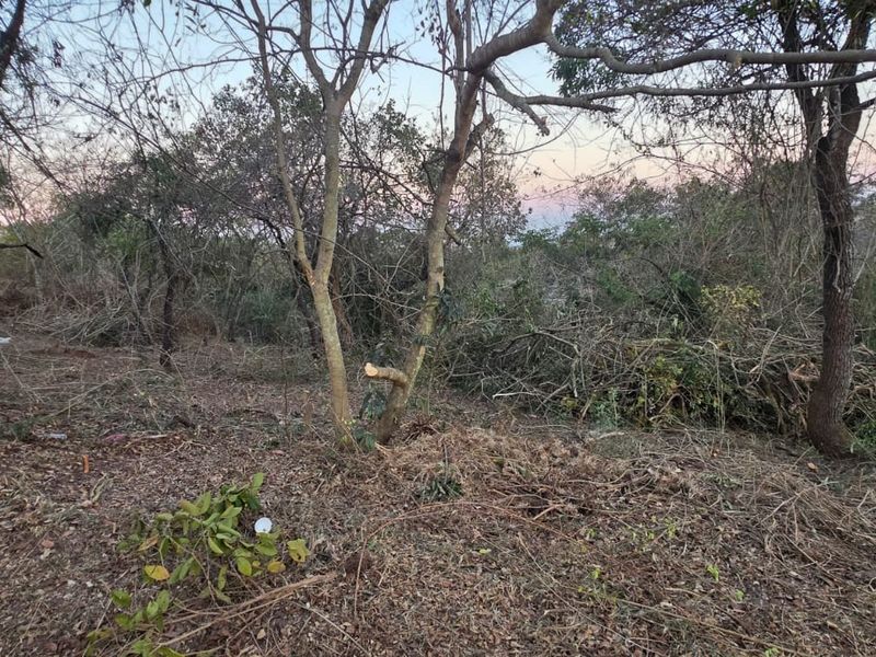 A view of a vacant residential plot featuring mature trees and cleared natural vegetation, offering a blank canvas for future development.