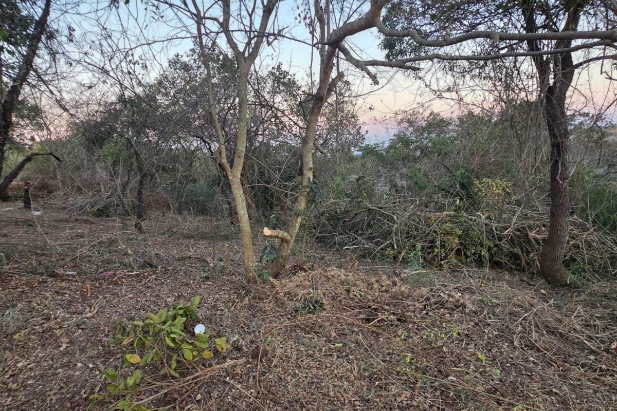 A view of a vacant residential plot featuring mature trees and cleared natural vegetation, offering a blank canvas for future development.