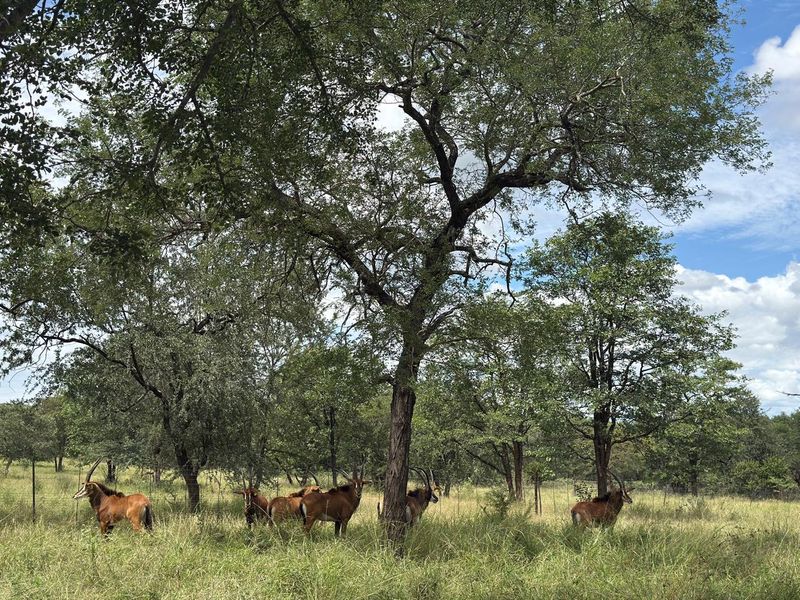 731ha Elite Game Breeding Operation | Gravelotte-Hoedspruit - Photo 7