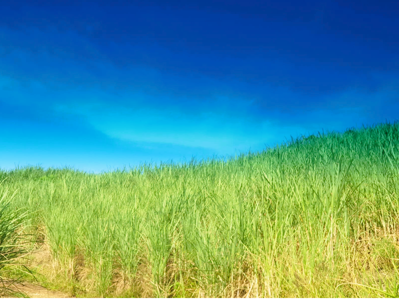 Farm for Sale Port Shepstone - Photo 6