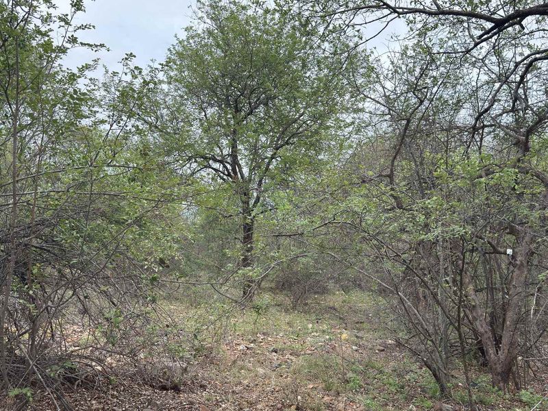 A view of the natural, undeveloped residential land featuring established native trees and dense indigenous vegetation.