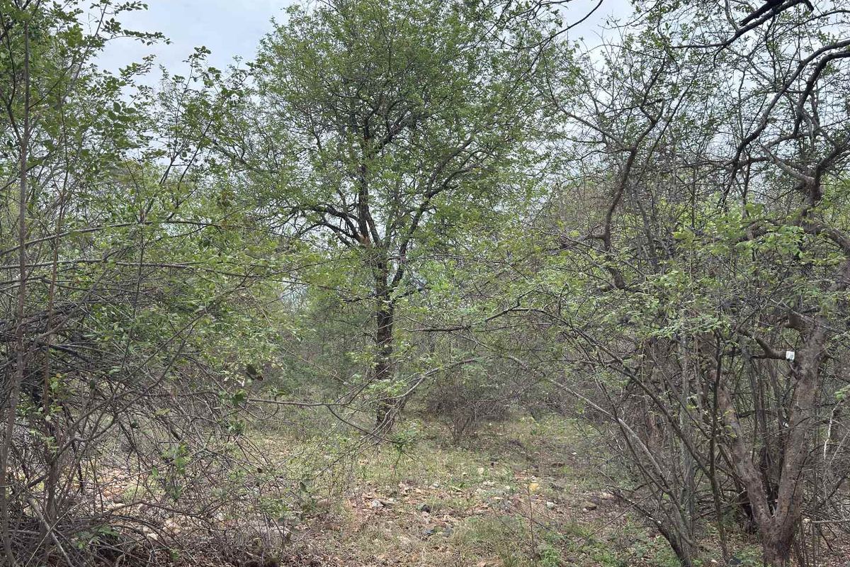 A view of the natural, undeveloped residential land featuring established native trees and dense indigenous vegetation.