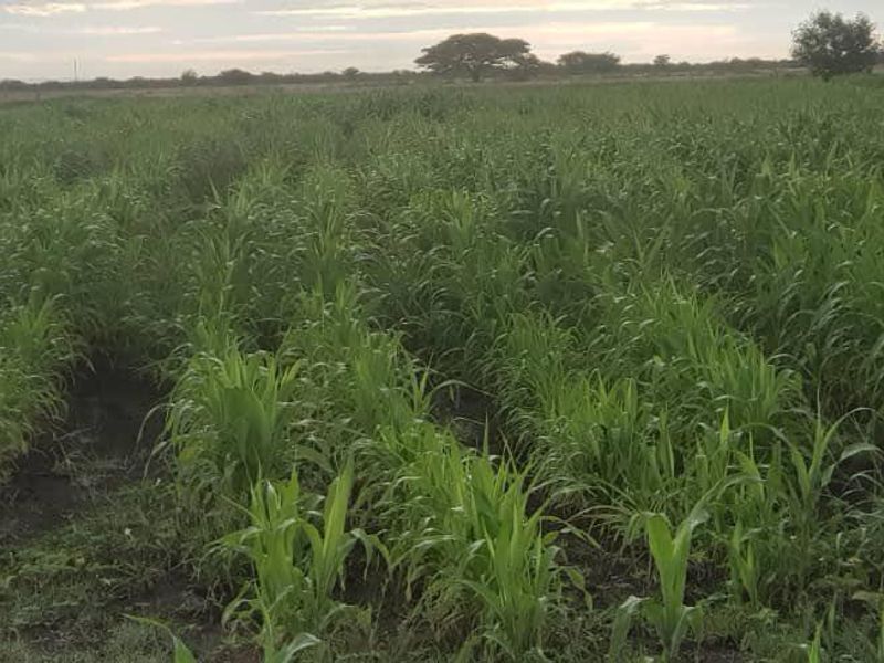 PLOT FOR SALE GROOTFONTEIN- PRIME AGRICULTURAL AREA - Photo 2