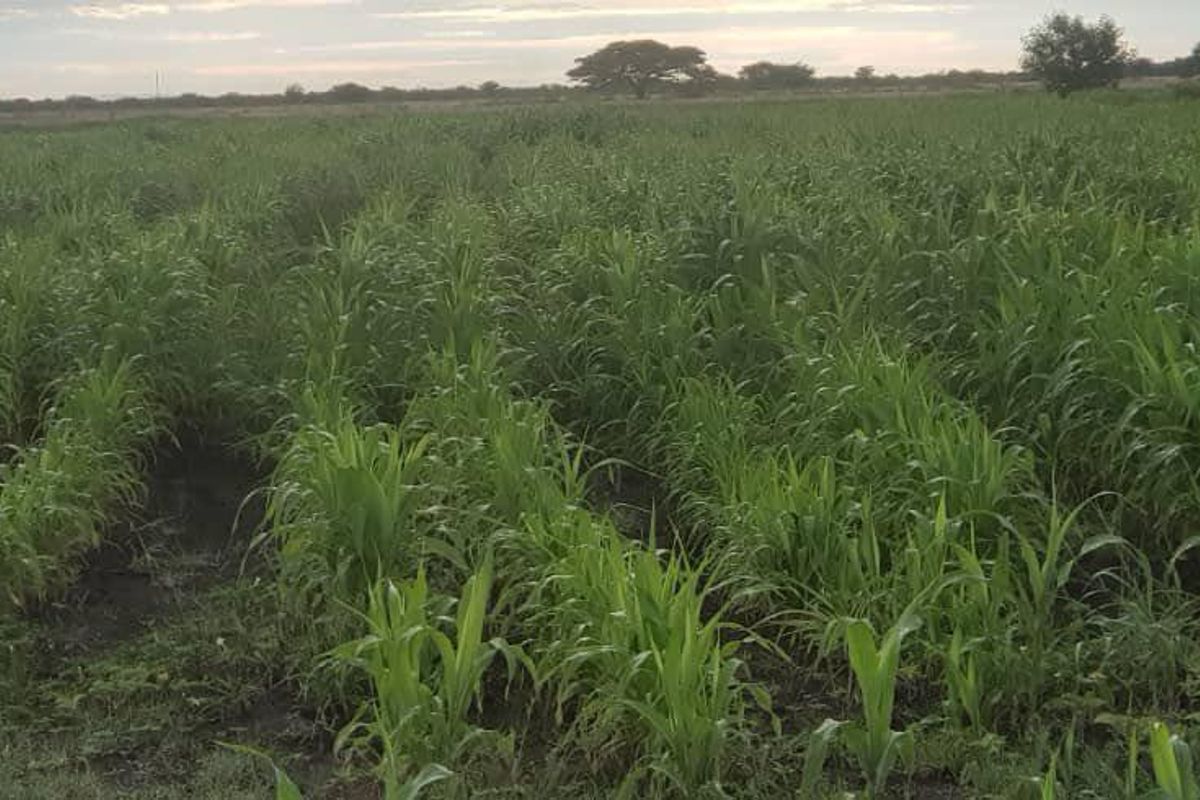 PLOT FOR SALE GROOTFONTEIN- PRIME AGRICULTURAL AREA - Photo 2