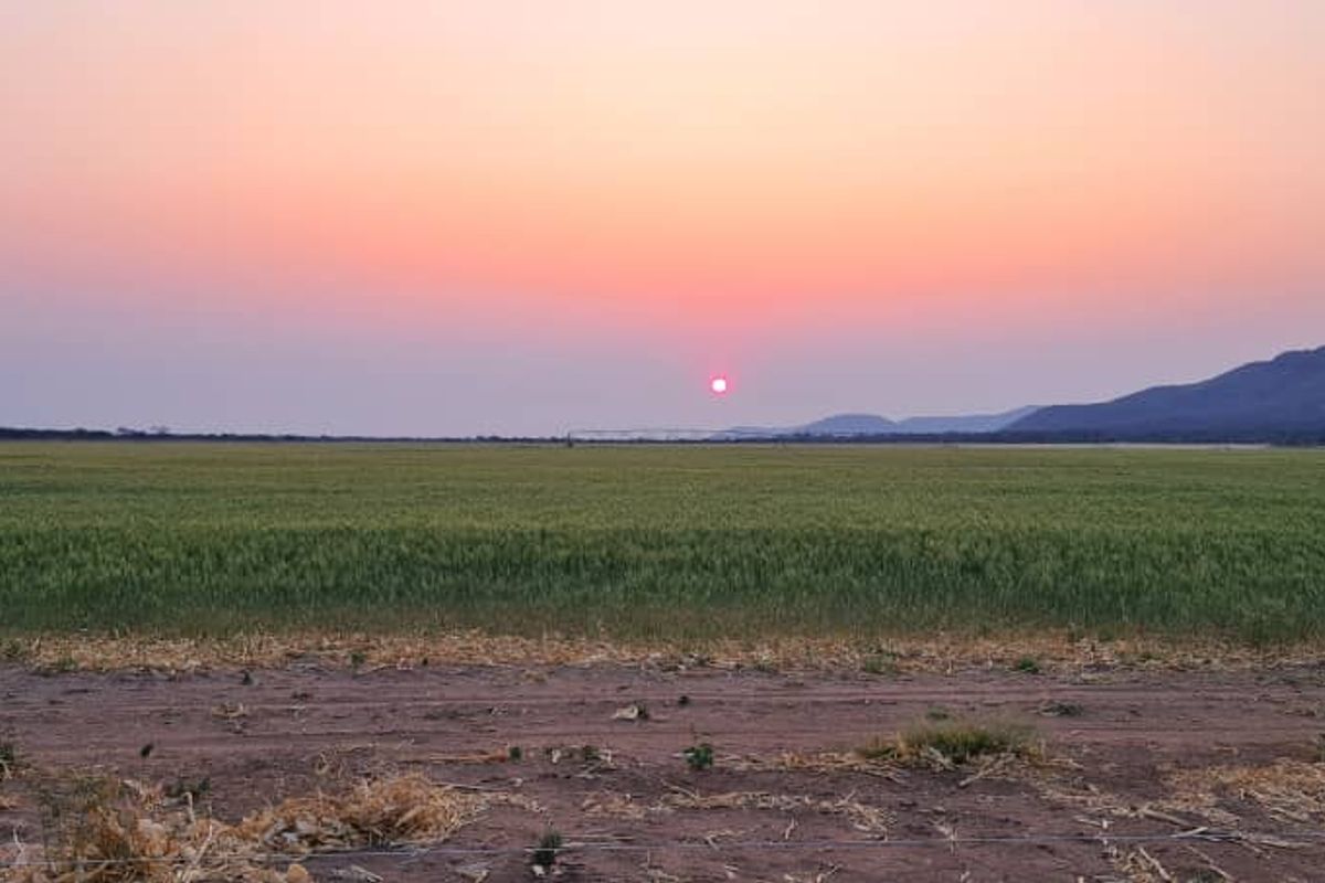 A scenic view of expansive agricultural farmland at sunset, featuring a vast green crop field and distant mountain ranges.