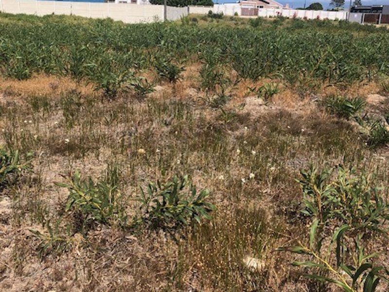 A vacant residential plot of land featuring natural vegetation, enclosed by a boundary wall with surrounding neighborhood infrastructure visible.