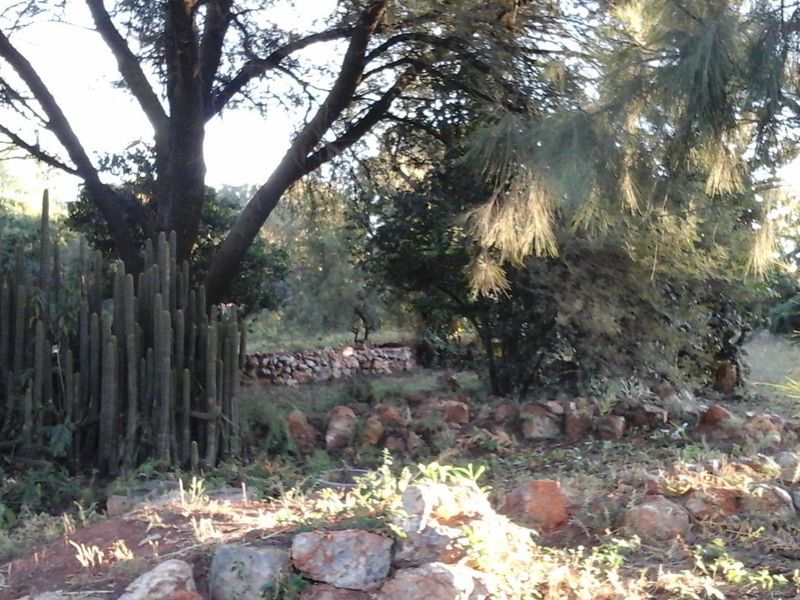 A natural garden area featuring mature trees, established cacti, and rustic stone retaining walls.