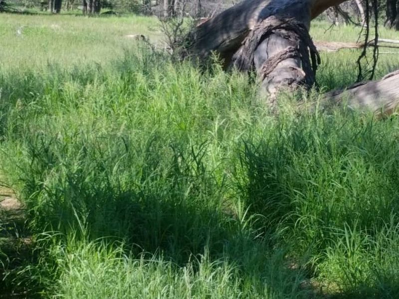FOR SALE - CATTLE/SHEEP/AGRICULTURAL FARM IN THE OMARURU AREA OF NAMIBIA - Photo 7