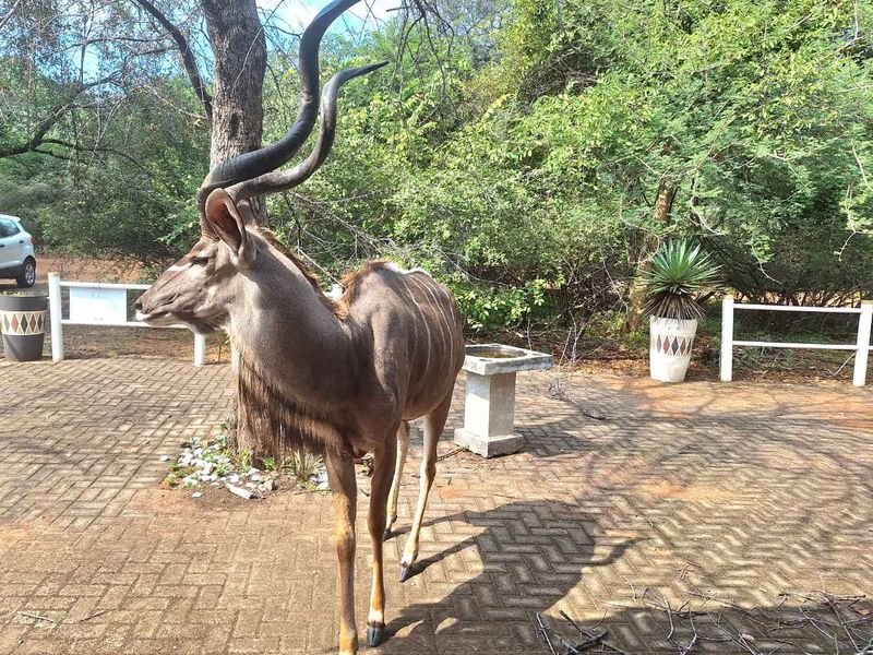 Embrace Peace & Convenience in Idyllic Leeupoort Stand - Photo 4