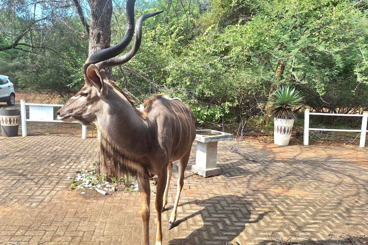 Embrace Peace & Convenience in Idyllic Leeupoort Stand - Photo 4