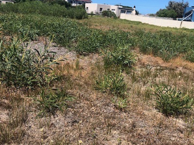 A view of a vacant residential plot featuring natural vegetation and a boundary wall in the background.