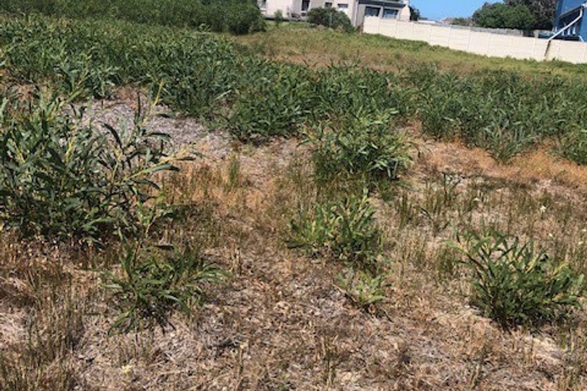 A view of a vacant residential plot featuring natural vegetation and a boundary wall in the background.