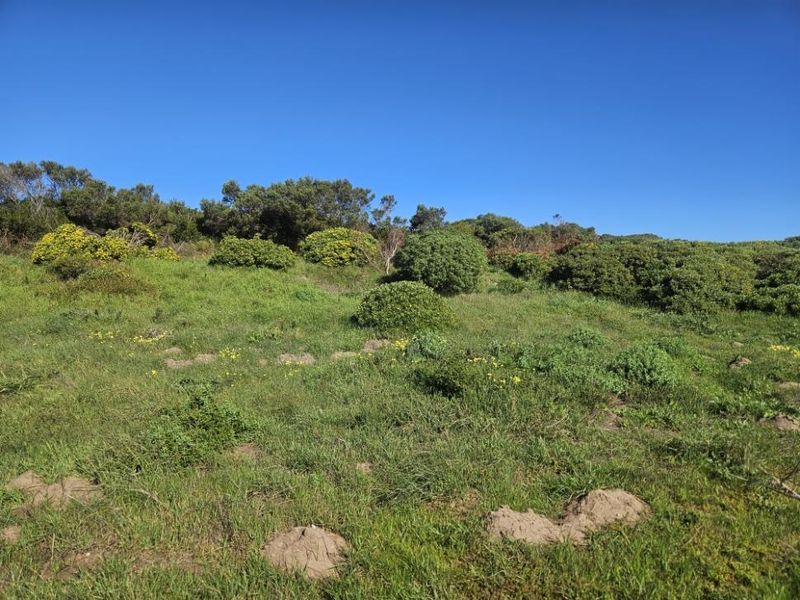 A view of a sloped, undeveloped plot of land featuring natural grass and native shrubbery under a clear blue sky.