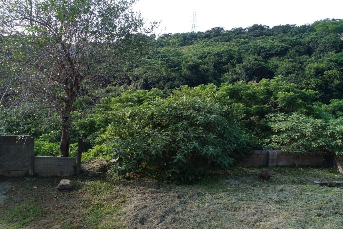 A view of the natural landscape and dense forest vegetation bordering the residential property, featuring a partial concrete retaining wall.