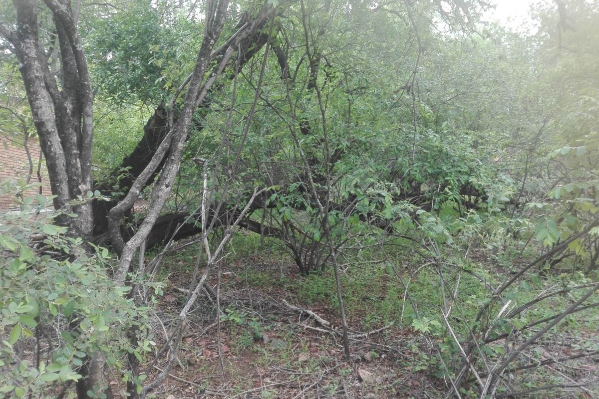 A view of a densely wooded area on the residential plot, featuring mature trees and natural vegetation.