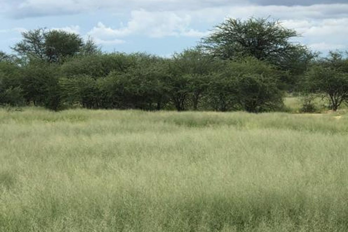Large Game Farm close to the Erindi Game Reserve- 7900 HA - Photo 3