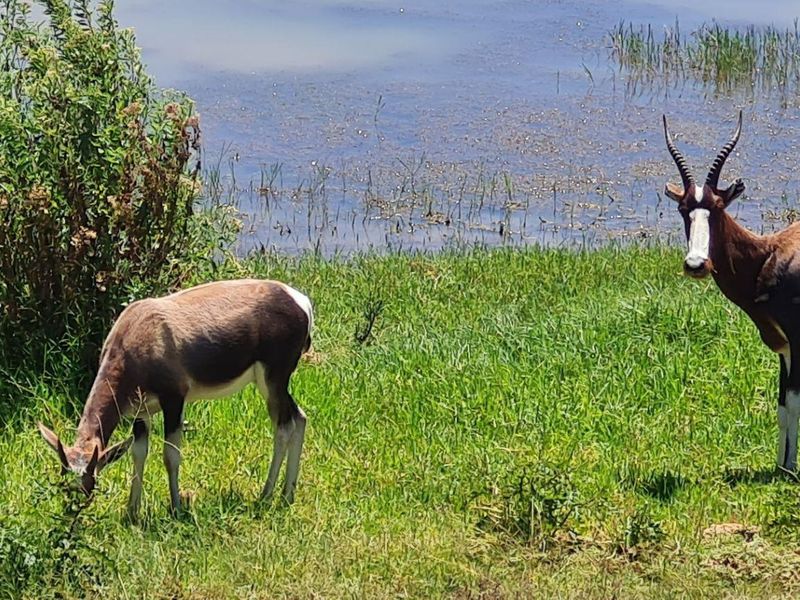 Design your own home on Outeniquasbasch Wildlife estate - Photo 4