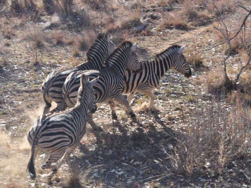 EXCLUSIVE PRIVATE GAME RESERVE FOR SALE IN THE SCENIC WATERBERG MOUNTAINS - Photo 4