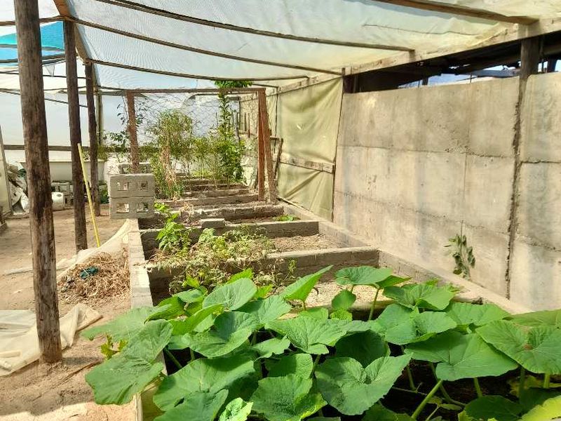 A functional greenhouse structure featuring raised concrete block garden beds and a protective roof covering, suitable for small-scale cultivation.