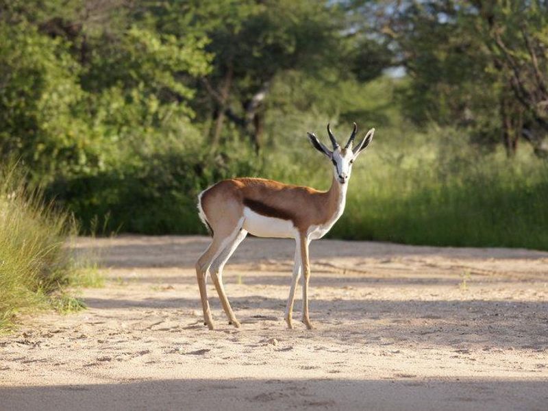A springbok standing on a sandy track within the natural landscape of the small holding.