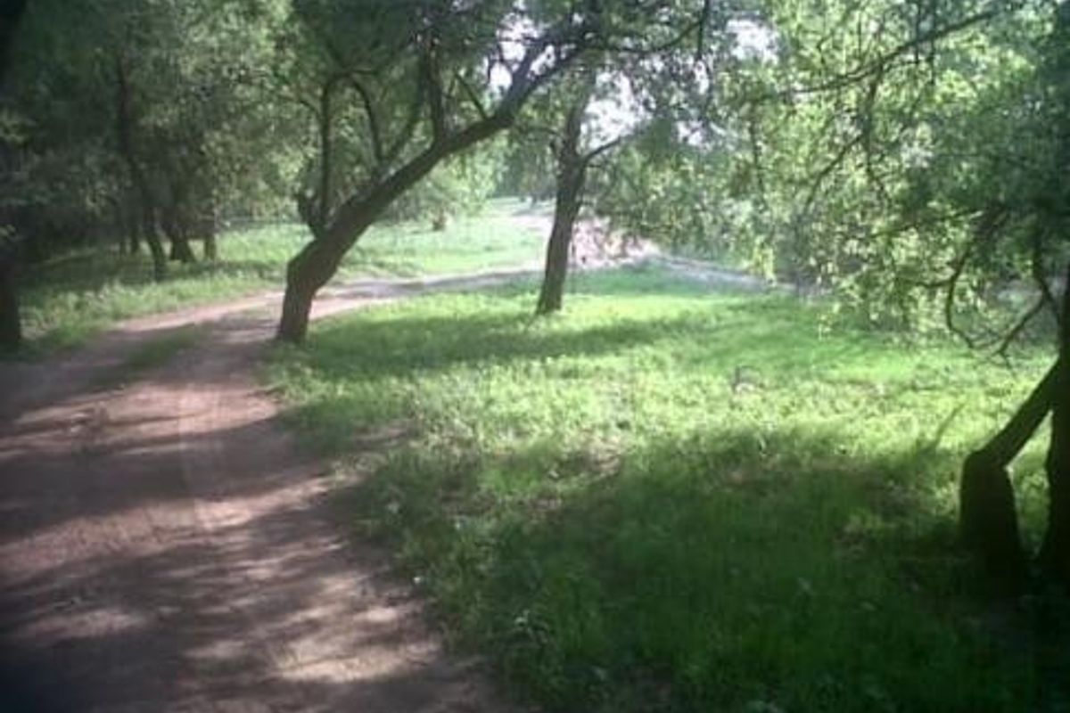 A view of a vacant residential plot featuring mature trees, natural grassland, and an unpaved access track.