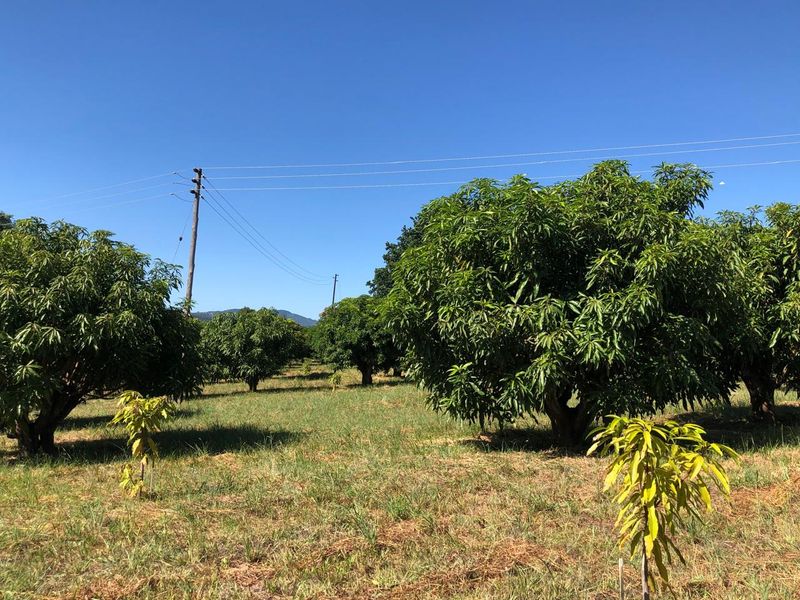 The Perfect Retreat: Farm Life Close to Tzaneen! - Photo 6