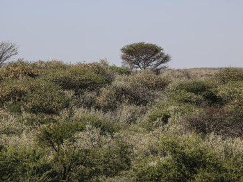 Herboths Blick - Woodlands - 31 premium plots, sold per hectare. - Photo 6