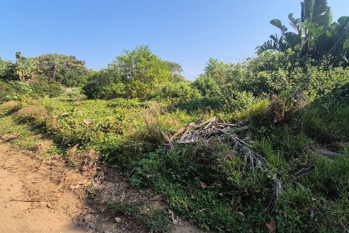 A view of a vacant residential plot featuring dense, overgrown vegetation and a boundary wall along an unpaved access road.