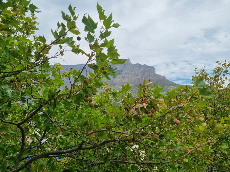 Unfurnished Two Bedroom Penthouse To Rent in Tamboerskloof! - Photo 4